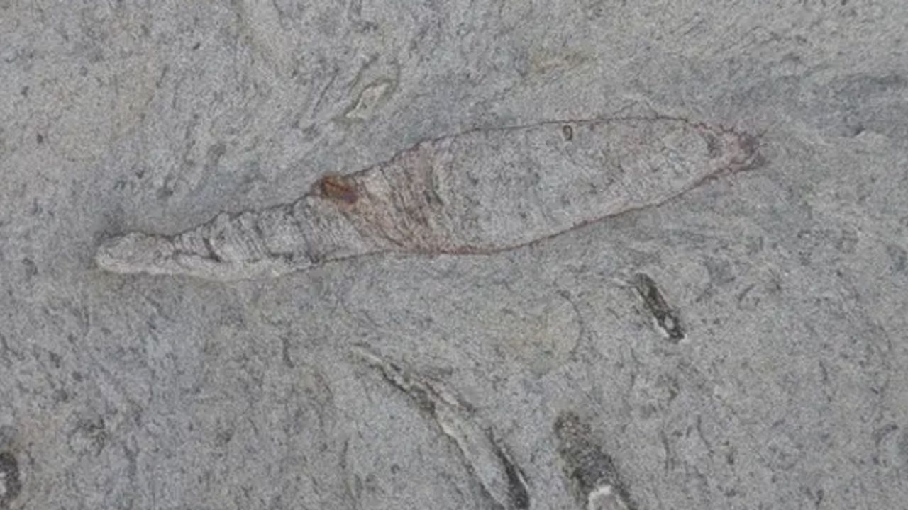 20 milyon yıllık yuva buldular