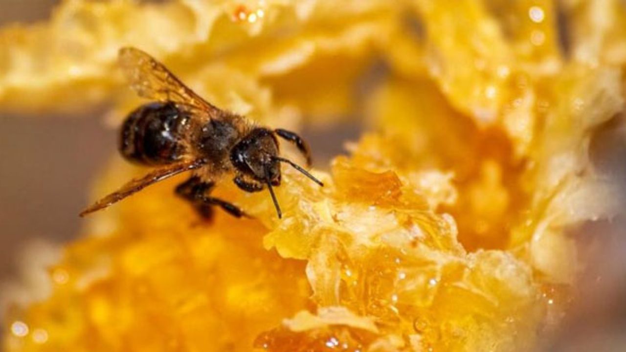 Uyuşturucu ile mücadelede bal arıları dönemi