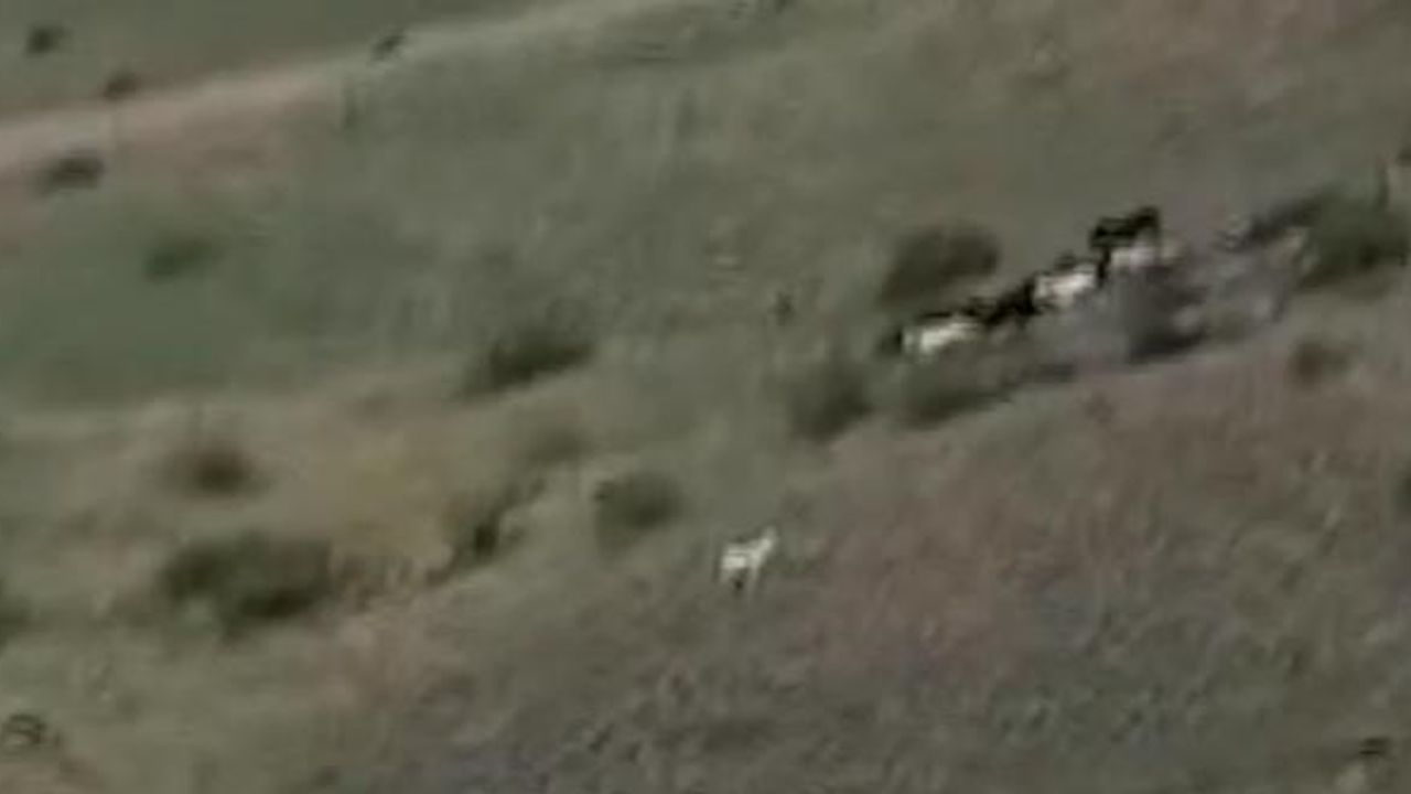 Kars'ta köylülerin kovaladığı atlar Ermenistan'a geçti