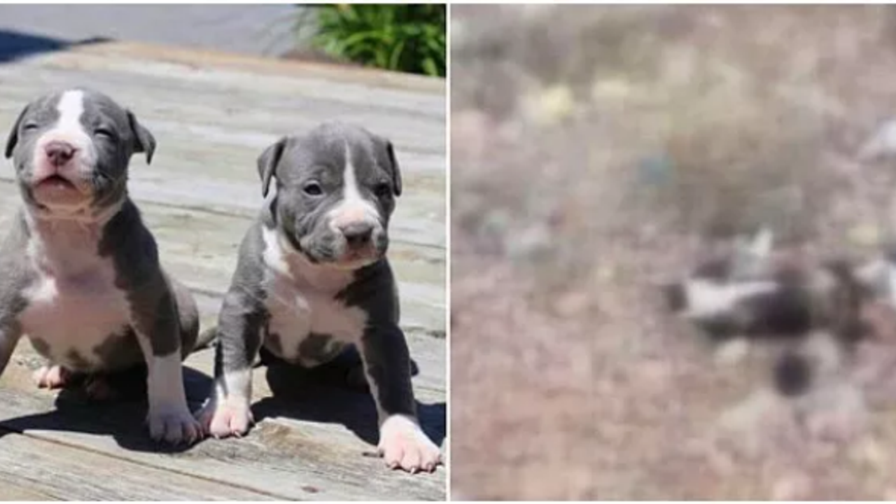 Ankara'da köpek katliamı: 7 tane yavru pitbull köpeği ölü bulundu