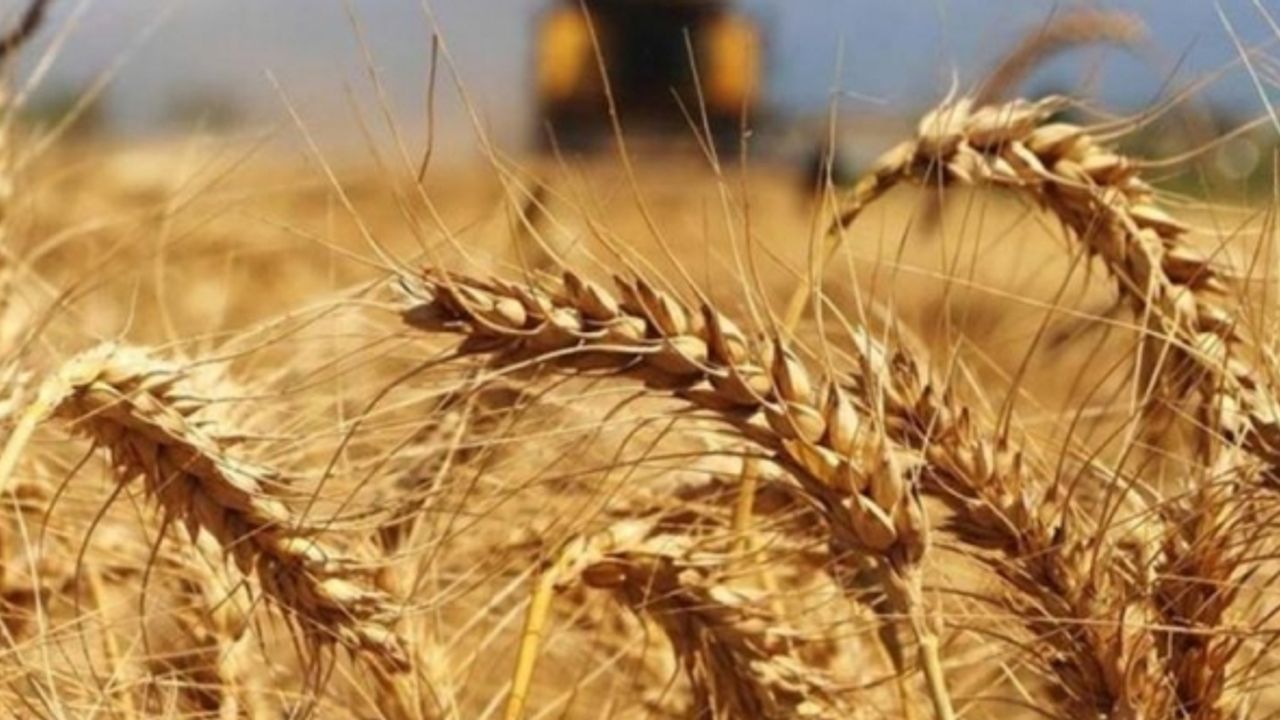 Hindistan önlemini aldı: Gıda kıtlığı riski nedeniyle buğday ihracatı yasaklandı