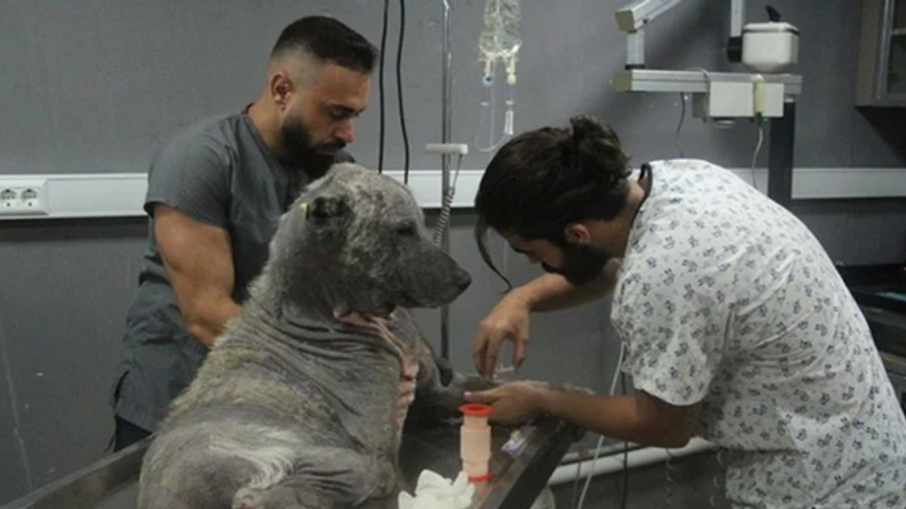 Sokaktaki hayvanların tedavisi için 'ücretsiz' klinik ve barınak açtı