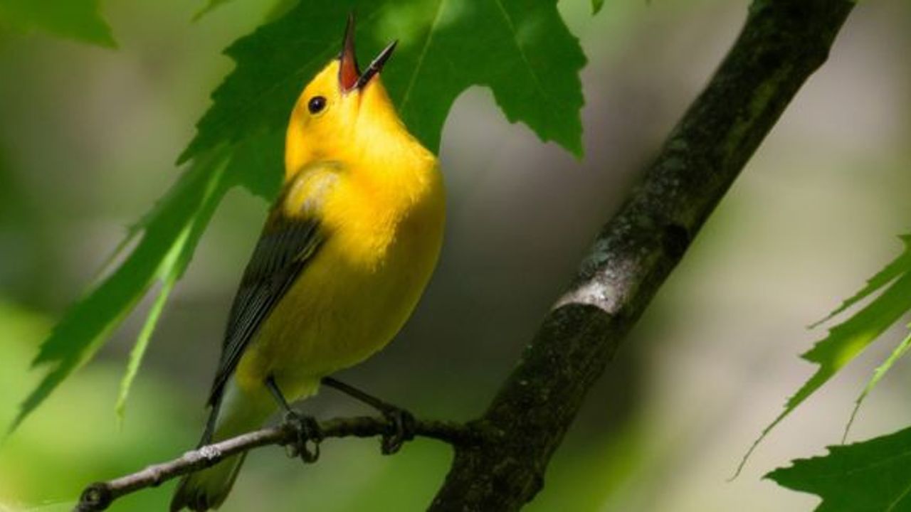Araştırma: Kuş sesleri psikolojik sorunlara deva