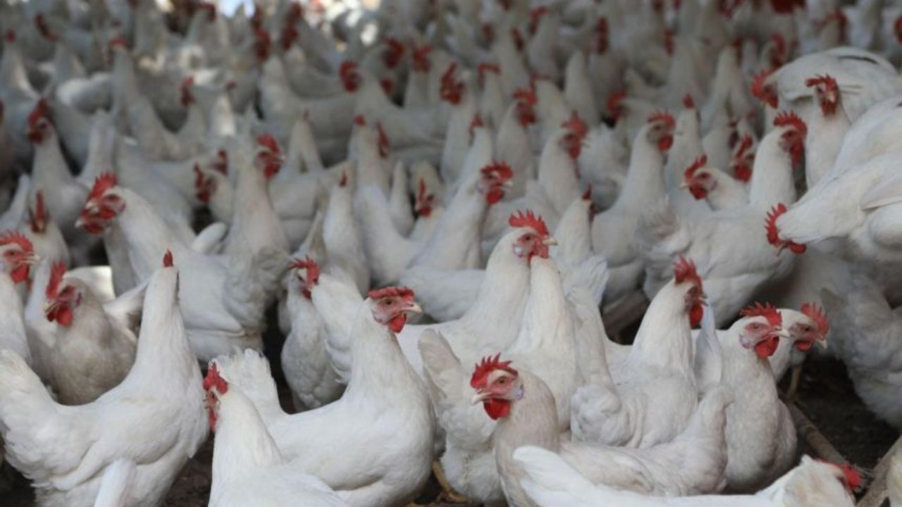 ‘Lütfen tavuk almayın’: Yeni Zelanda’da yumurta kıtlığı