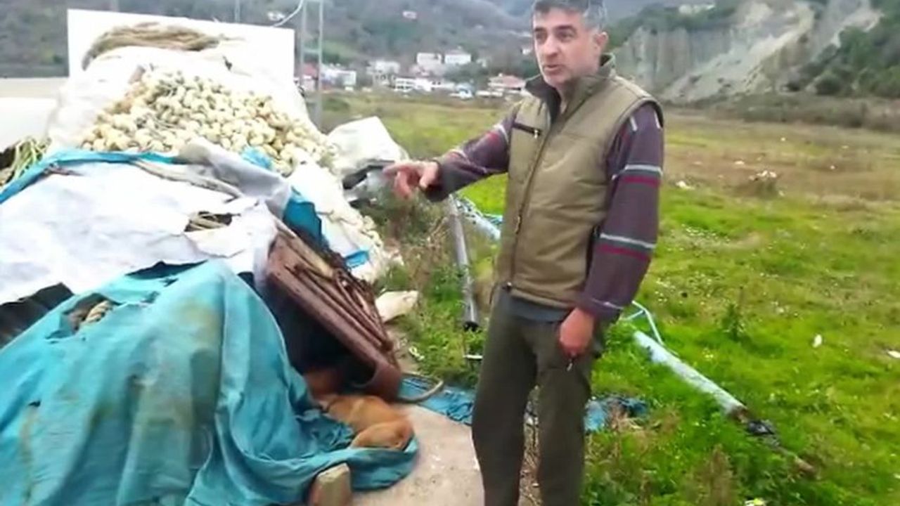 Sinop'ta köpek katliamı
