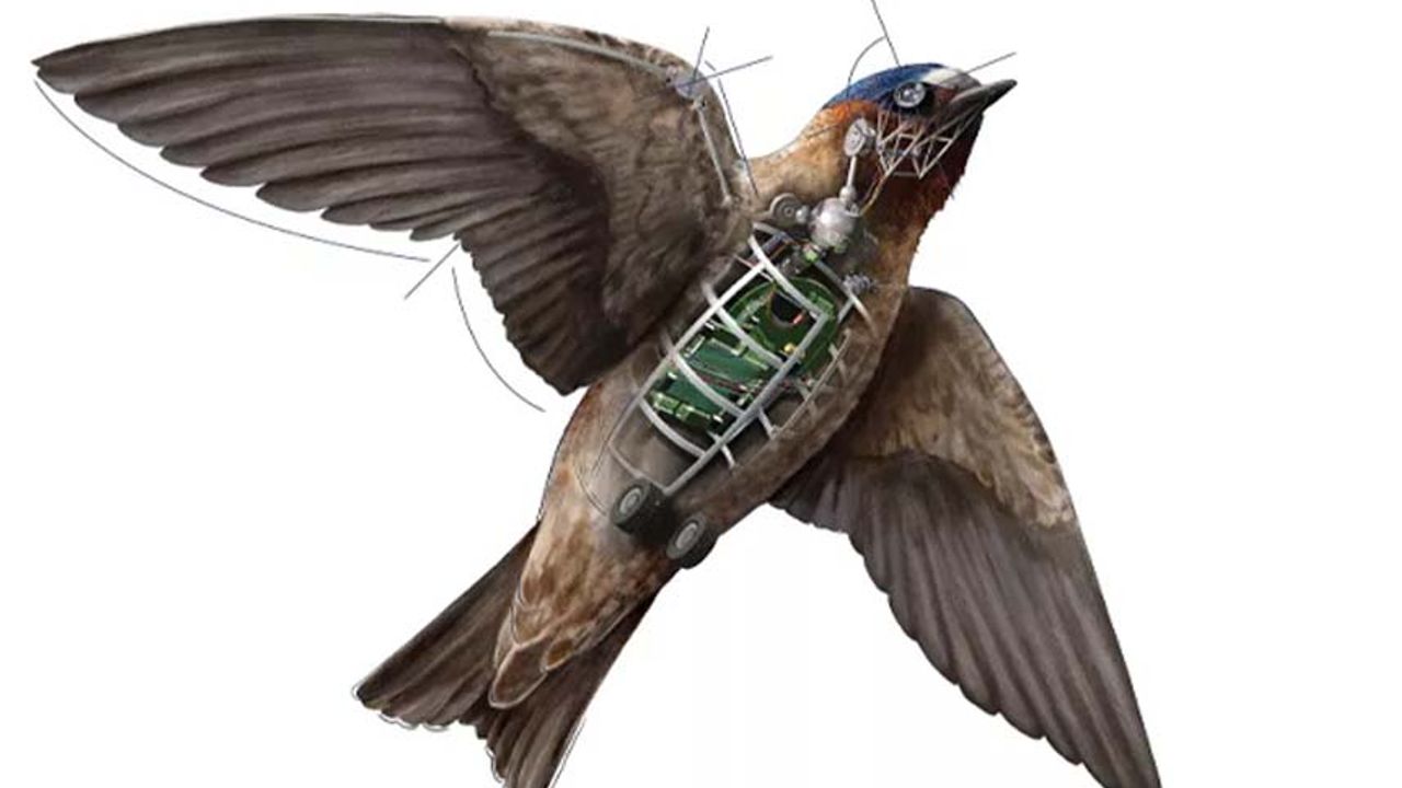 Bilim insanlarından görülmemiş çalışma: Ölü kuşlar insansız hava aracına dönüştürülecek