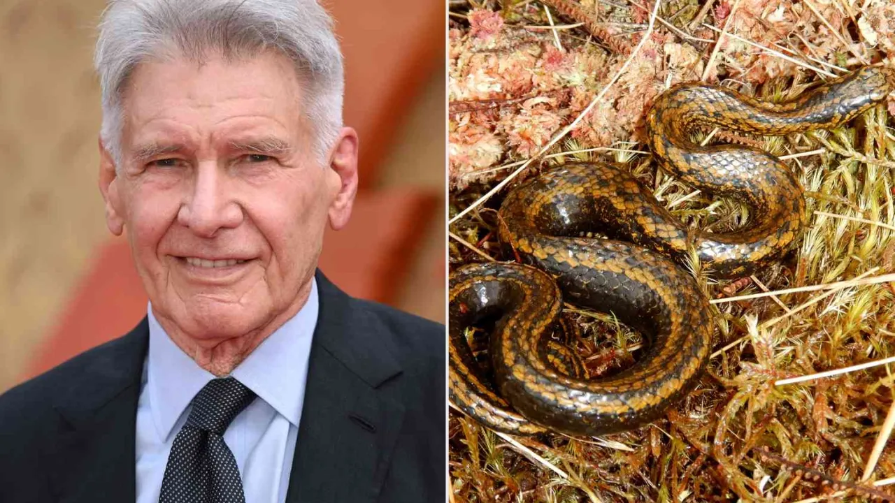 Harrison Ford'un adı yeni bir yılan türüne verildi