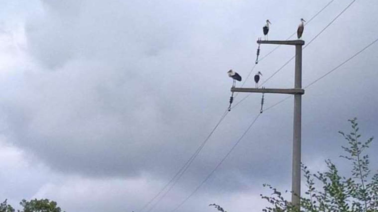 Kocaeli’de göç eden leylekler akıma kapılmasın diye elektrikler kesildi