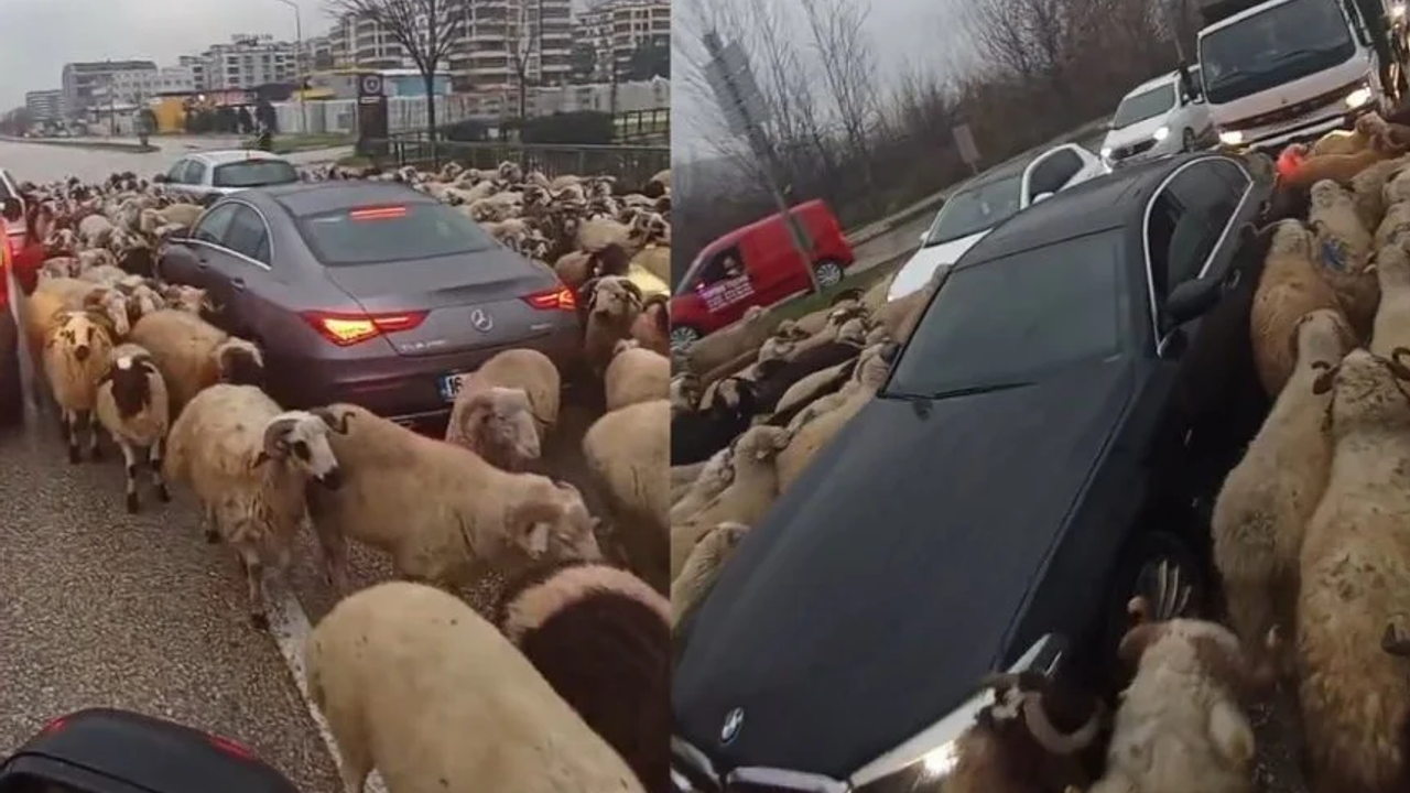Ana yola çıkan koyun sürüsü, trafiği alt üst etti