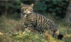 Tepkiler üzerine 'yabani kedi öldürme yarışması' iptal edildi