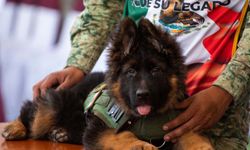 Kurtarma köpeği Proteo enkaz altında kalmıştı: Türkiye’den Meksika’ya ‘Arkadaş’ hediyesi