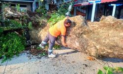 Düzce'de asırlık tescilli çınar yola devrildi!