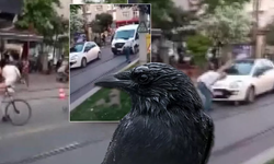Kargalardan esnafa toplu saldırı! Bir anda gagalamaya başladılar