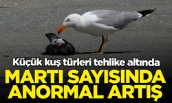 Karadeniz'de martı sayısında anormal artış