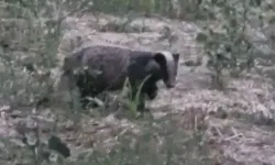 Nesli tükenme tehlikesi altında olan Porsuk, Muğla'da görüntülendi