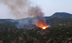 Çorum, Laçin'de orman yangını