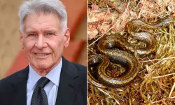 Harrison Ford'un adı yeni bir yılan türüne verildi