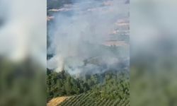 Manisa’da orman yangını