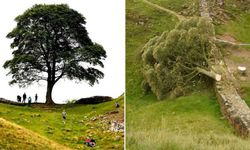 300 yıllık sembol ağacı kesen genç gözaltına alındı