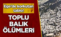 Büyük Menderes Havzası'nda toplu balık ölümleri