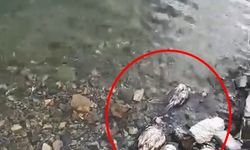 Elazığ'da su kenarında şüpheli keklik ölümleri tespit edildi