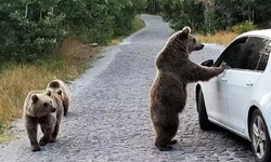 Uyarılara aldırmayan vatandaşlar ayıları elle besleyip, selfi çekiyorlar