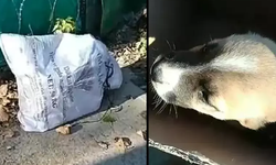 Vicdansızlar! Yavru köpeği çuvala koyup sokağa attılar