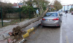 Edirne'de lodosun devirdiği ağaç, park halindeki otomobili ezdi