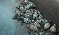 35 bin caretta caretta mavi sularla buluştu