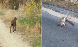 Nesli tükenmekte olan vaşak, Ankara'da araba çarpması sonucu öldü