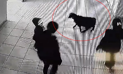 Şırnak'ta öğrencilerin peşine takılan sevimli keçi, okulun içine girdi