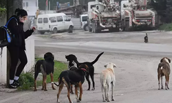 Ankara Valiliği'nden 25 ilçeye 'sokak hayvanları' talimatı