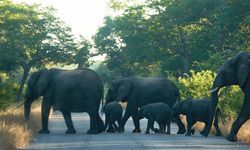 Zimbabve'de onlarca fil susuzluktan öldü