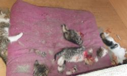 Başları ve patileri kesilerek öldürülmüş 6 yavru kedi bulundu