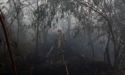 Şili'de 137 kişinin öldüğü orman yangını 'kundaklama' çıktı