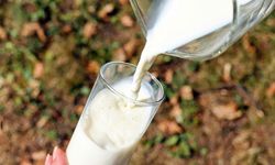 TÜİK: İçme sütü üretimi azaldı