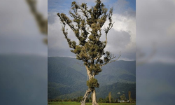 'Yürüyen ağaç', Yeni Zelanda'da yılın ağacı seçildi