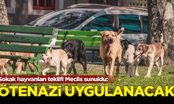 Sokak hayvanları teklifi Meclis sunuldu: Ötenazi uygulanacak