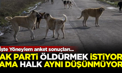 AK Parti iktidarı sokak köpeklerini öldürmek istiyor, ama halk aynı görüşte değil! İşte anket sonuçları...