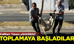 Katliam Yasası yürürlükte! Sokak köpeklerini toplamaya başladılar