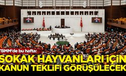 TBMM'de bu hafta: Sokak hayvanlarına "ötenazi" yolunu açan kanun teklifinin görüşmelerine başlanacak