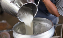 CHP'li Gürer uyardı: Ağustos ayında süt krizi çıkabilir