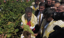 Bakan Yumaklı, Manisa’da üzüm hasadına katıldı