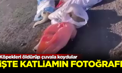 Katliam Yasası sonrası cinayetler başladı! Çuval içinde köpek cesetleri bulundu