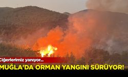 Ciğerlerimiz yanıyor! Muğla'da orman yangını sürüyor