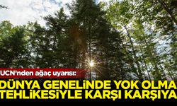 IUCN: Dünya genelinde her üç ağaç türünden biri yok olma tehlikesiyle karşı karşıya