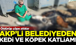 AKP'li Gebze Belediyesi'nden kedi ve köpek katliamı! Öldürüp çöpe attılar