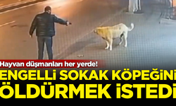 Hayvan düşmanları her yerde! Engelli sokak köpeğini öldürmeye çalıştı