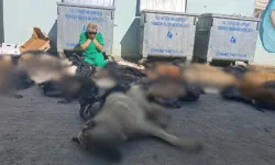 Ankara'da köpek katliamını protesto edenlere gözaltı