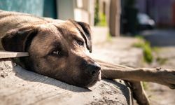 Bakırköy'de bir sokak köpeğini istismardan yargılanan sanık, Sokak Hayvanlarını Koruma Günü'nde tahliye oldu